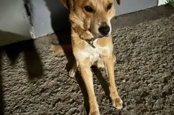 Рыжий пес найден: Коннозаводская 75, Пенза