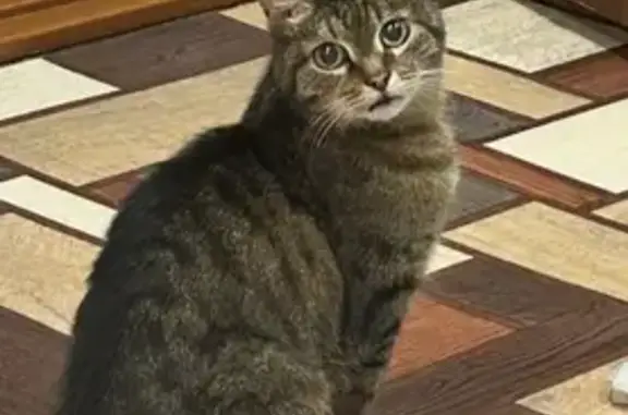 Кошки потеряшки, Саратов, фото: Потеряшка кошка, пр. Энтузиастов 32А, Саратов