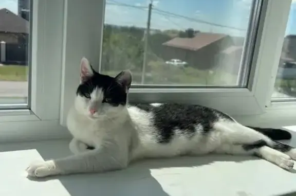 Кошки потеряшки, Разумное, фото: Потеряшка кошка, Родниковая ул., Разумное