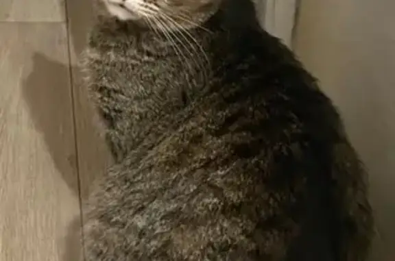 Кошки потеряшки, Мытищи, фото: Потеряшка кошка, Лётная 24, Мытищи