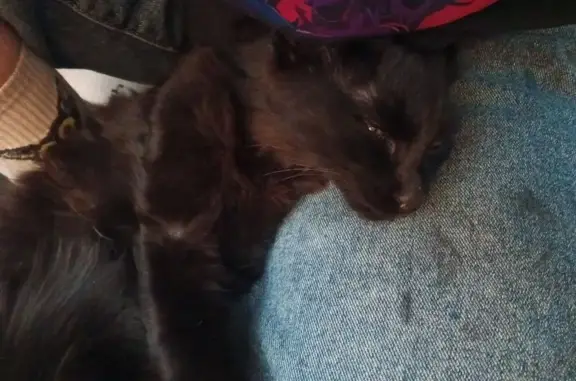 Кошка найдена на Петровско-Заводской, 48