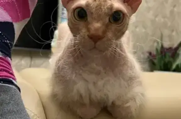 Кошки потеряшки, Астана, фото: Потеряшка кошка, проспект Абая 1, Астана