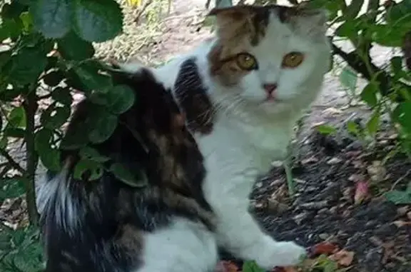 Объявления о пропавших и найденных животных, Бузулук, фото: Кошка найдена в Бузулуке, Оренбуржье