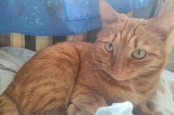 Кошки потеряшки, Сосногорск, фото: Потеряшка кошка, Лесная ул., 7А, Сосногорск