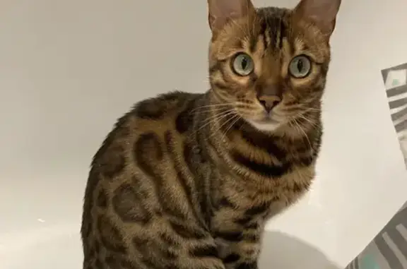 Кошки потеряшки, Архангельск, фото: Потеряшка кошка, Смольный Буян, 16 к1