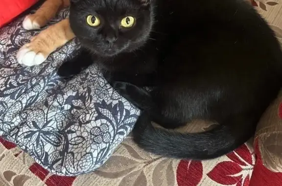 Кошки потеряшки, Криводановка, фото: Потеряшка кошка, ул. Островского 60, Нск