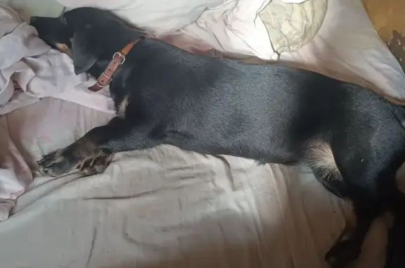 Найдена такса на ул. Орджоникидзе, Новокузнецк