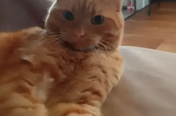 Потерянные животные Бийск, фото: Пропала кошка, ул. Степана Разина, 70, Бийск