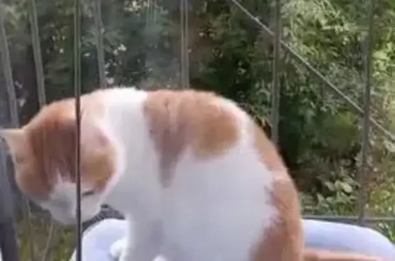 Пропала кошка, пр. Ленина, 102, Кемерово