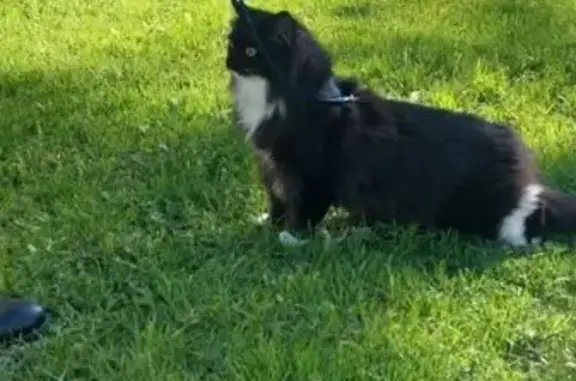 Пропала кошка, Полиграфмаш, 37 участок