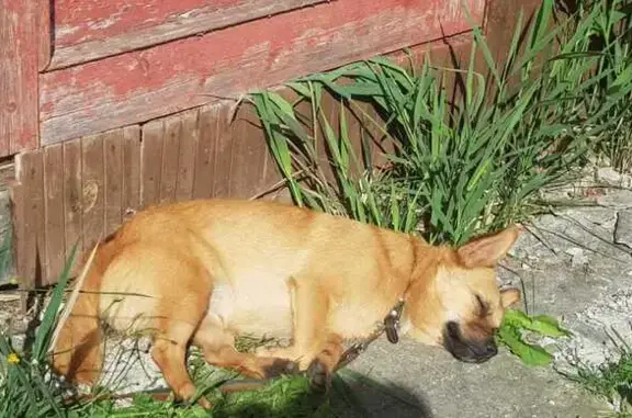 Собаки потеряшки, Новгородская область, фото: Потеряшка собака, Успенское поселение