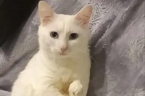 Кошки потеряшки, Павлово, фото: Потеряшка кошка, ул. Мира 34А, Павлово