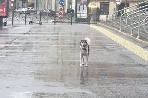 Собака у метро, пл. Стачек, 4, СПб