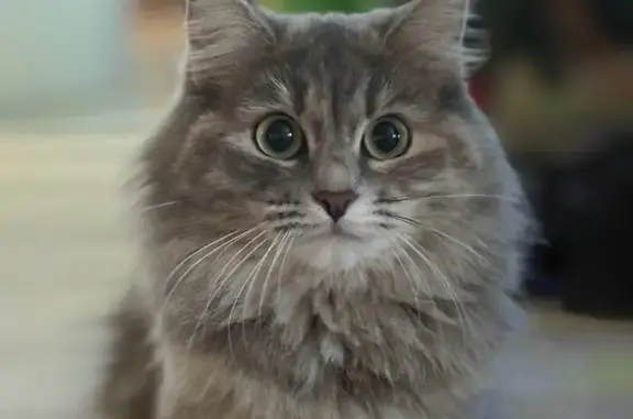 Кошки потеряшки, Кострома, фото: Потеряшка кошка, Водяная ул., 83, Кострома