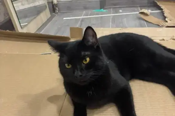 Кошка найдена: ул. Горького, 11, Петрозаводск