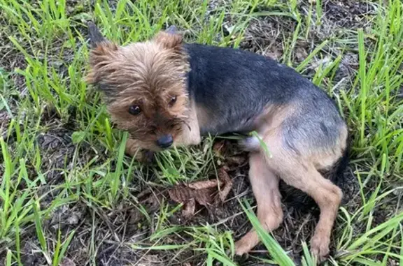 Найдена собака, Зеленогорск (Красноярский край), фото: Собака найдена: Парковая ул., 7, Зеленогорск