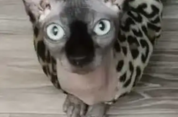 Потерянные животные Черкесск, фото: Пропала кошка, Весенняя ул. 8, Черкесск