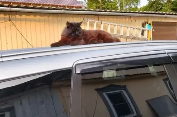 Пропала кошка, 3-й Дачный пр., Тула