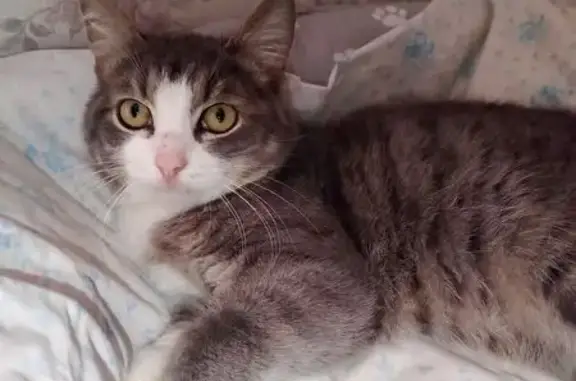 Найдена кошка, Казань, фото: Кошка найдена: ул. 40 лет Октября, 7, Казань