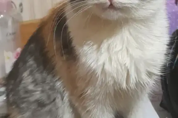 Кошки потеряшки, Грязи, фото: Потеряшка кошка, Советская ул., Грязи