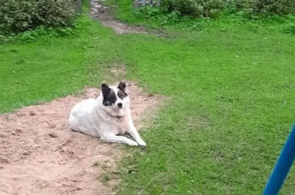 Пропала собака у источника Красновского