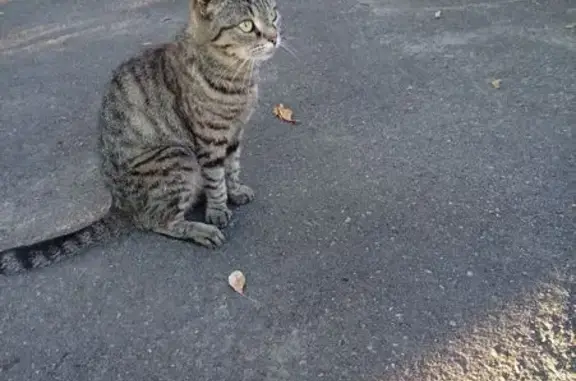 Кошка найдена: ул. Никитина, 15Б, Брянск