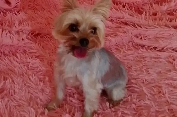 Собаки потеряшки, Краснодар, фото: Потеряшка собака, ул. Снесарева, 4, Краснодар