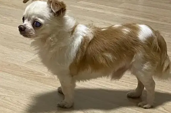 Чихуахуа найден на Спортивной, 9, Долгопрудный