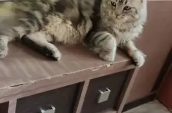 Пропала кошка, ул. Усманова, 22, Кебячево