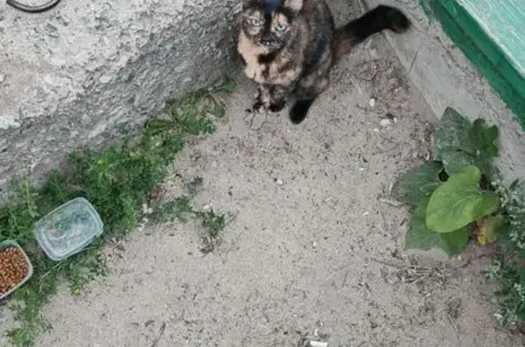 Пёстрая кошка найдена на Карельской, 68