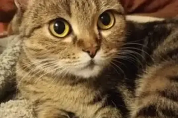 Кошка найдена, ул. 51-й Гвардейской, 49