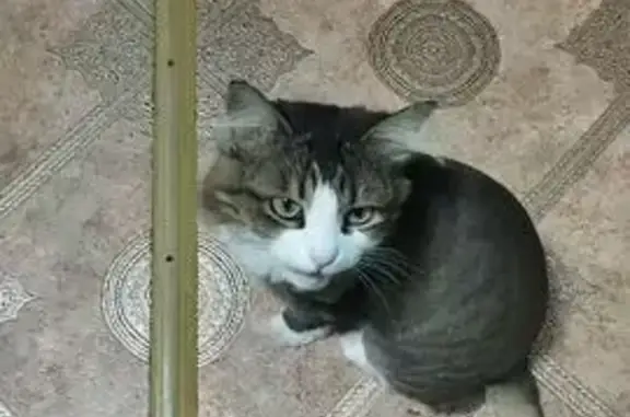 Кошки потеряшки, Таганрог, фото: Потеряшка кошка, Таганрог, Большой пр.