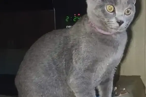 Кошки потеряшки, Таштагол, фото: Потеряшка кошка, ул. Мира 37, Таштагол