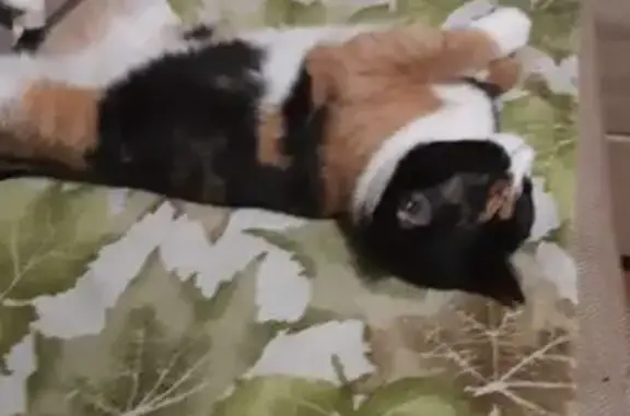 Кошки потеряшки, Волгоград, фото: Потеряшка кошка, б-р 30-летия Победы, 6