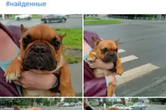 Найдена собака, пр. Ленина, Челябинск