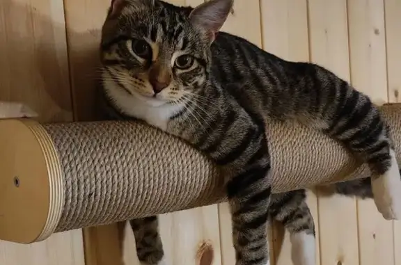 Кошки потеряшки, Сенино, фото: Потеряшка кошка, Сенино, 292