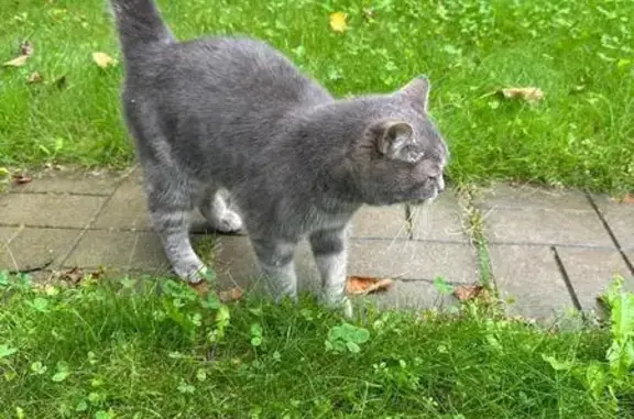 Серая кошка найдена на Коммунальной 1/6