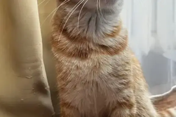 Кот найден: 1-й Тульский проезд, 6А