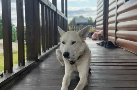 Найдена собака, , фото: Найдена белая лайка, Центральная 56