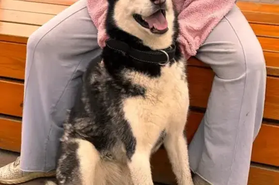 Хаски найдена: Лесной пр., 47А, Петрозаводск