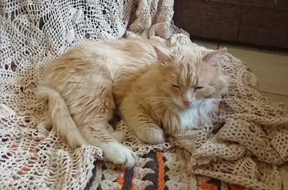 Кошки потеряшки, Москва, фото: Потеряшка кошка, Москва