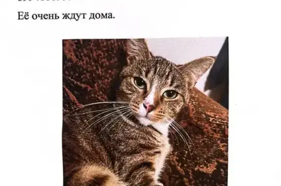 Потерянные животные Владивосток, фото: Пропала кошка, ул. Щетининой, 17, Владивосток