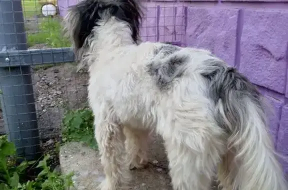 Найдена собака, Новомосковск, фото: Собака найдена: ул. Вахрушева, Новомосковск