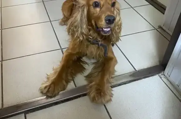 Найдена собака, ул. Гагарина 2Б, Майкоп