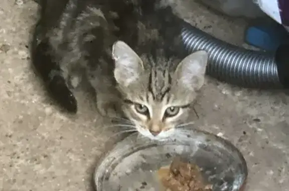 Найдена кошка, Московская область, фото: Найдена кошка, МО, 46Н-02897