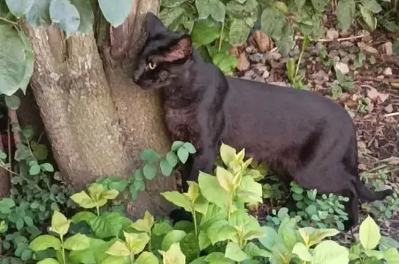 Кошка найдена, ул. Фучика 6 к3Б, СПб