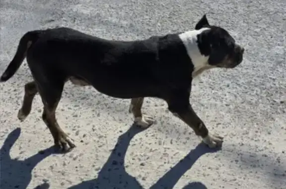 Найдена собака, Каменномостский, фото: Собака найдена у Пятерочки, Ленина 24/1