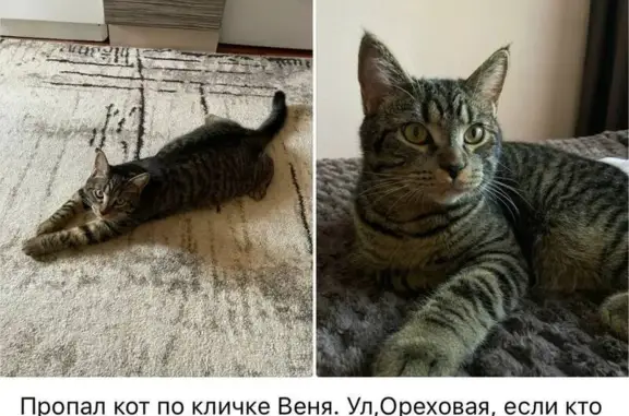 Кошки потеряшки, Тамбов, фото: Потеряшка кошка, ул. Победы, 6, Тамбов