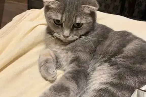 Кошки потеряшки, Набережные Челны, фото: Потеряшка кошка, Гвардейская ул., Н. Челны