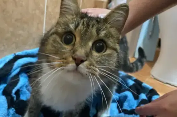 Объявления о пропавших и найденных животных, Полевской, фото: Кошка найдена на Розы Люксембург, 89